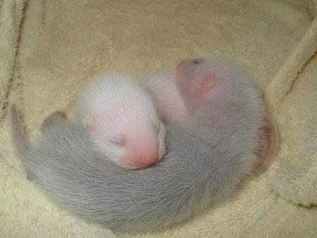 Ferret Cuddles - animal, ferret, baby