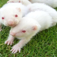 Baby ferrets on the Grass