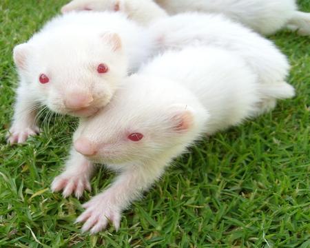 Baby ferrets on the Grass - animal, ferret, baby