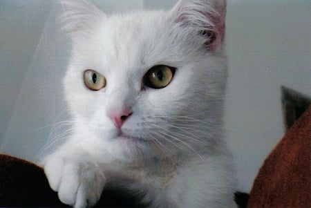 micÃ³ - persian, white cat