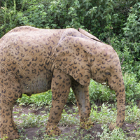 The Rare but Beautiful Spotted Elephant