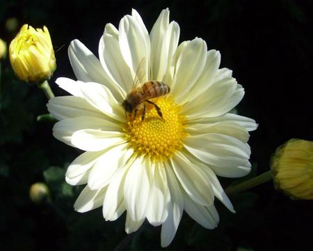 Honey Bee - bee, flower