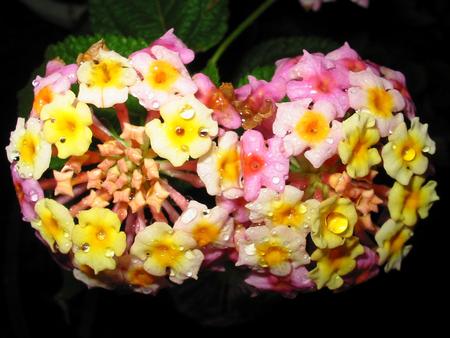 Lantana Dew Drops - dew, flower