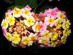 Lantana Dew Drops