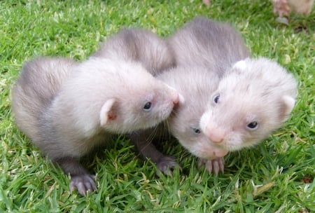 Ferret Cuddles on the Grass 2 - animal, ferret, baby