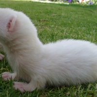 Albino Ferret Baby