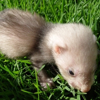 Ferret Baby on the Grass