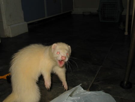 Attack!! - animal, albino, ferret