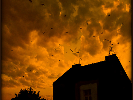 birds destiny - sky, sunset, birds, fly