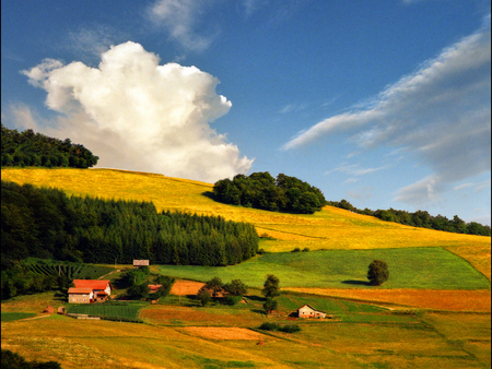 THE FIELD - field, bushes, houses, grass