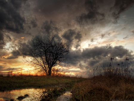 SWAMP at  SUNSET - dark, clouds, tree, sunset, swamp