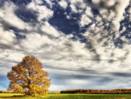 SKY WONDER - field, tree, clouds