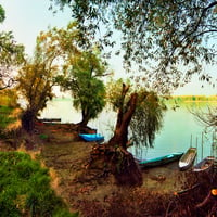 RIVER BANK TREES