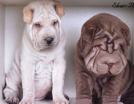 Need Help? - white, shar pei, dogs, black, cute