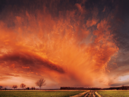 BEAUTY of MOTHER NATURE - trees, field, sunset, grass, path