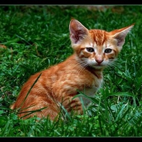 cinnamon kitty
