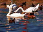 SWAN LOVE