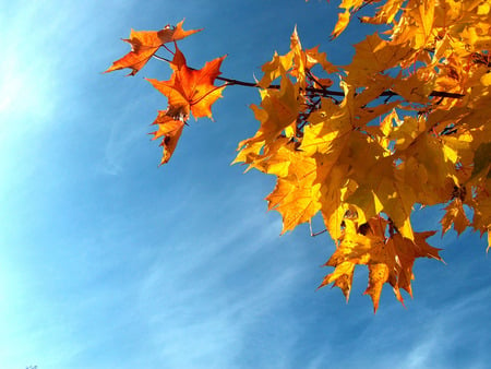 AUTUMN LEAVES - leaves, blue