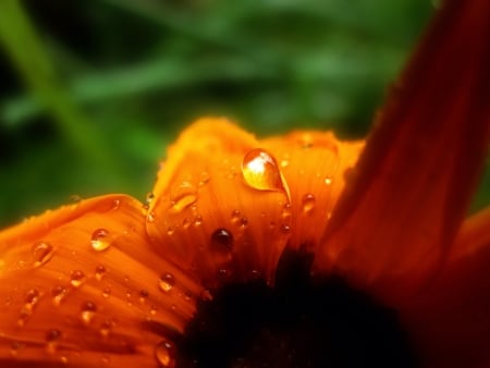 PERSPIRING PETAL - flower, water drops