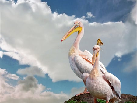 SURPRISE LANDING! - pelicans, butterfly