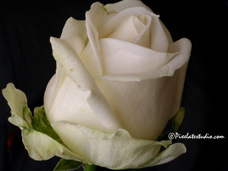 White rose - flowers, roses