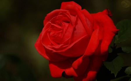 Rose - red, flower, nature, rose