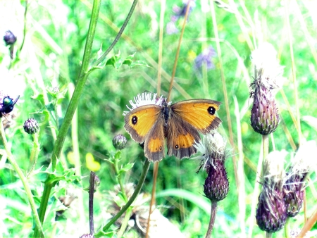 Still Flying - butterfly, spots, nature, wings