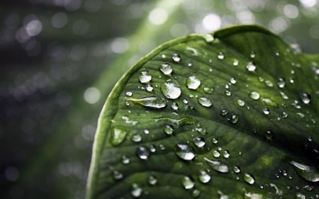 Azalea Leaf - raindrops, green, azalee, leaf, wet leaf, azalea