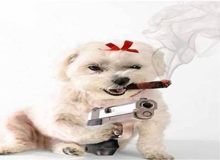 Make my day - red ribbon, gun, smoking cigar, dog