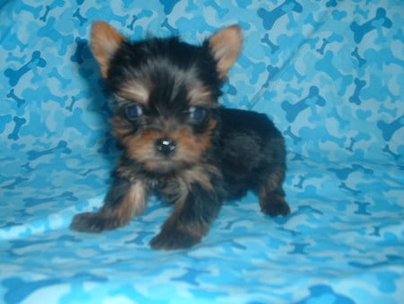 Yorkshire Terrier - yorkshire terrier, puppy, dog