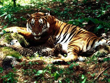 Tiger Family - tiger, tiger cubs, plants