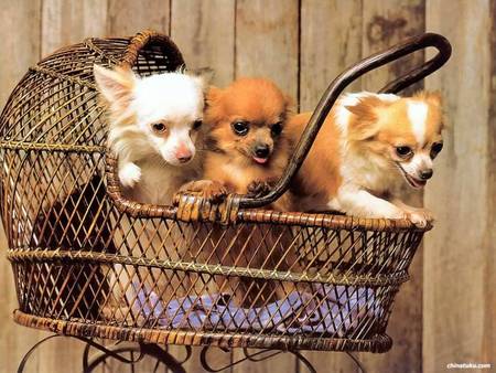 Going for a walk - chihuahuas, cane pram, dogs