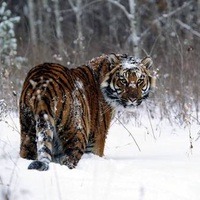Snowy Tiger