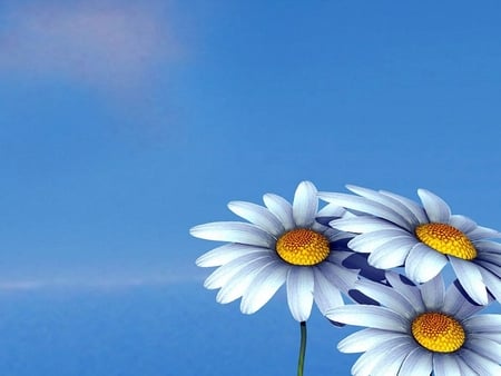 Daisies - flowers, 3d