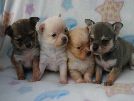 Puppys