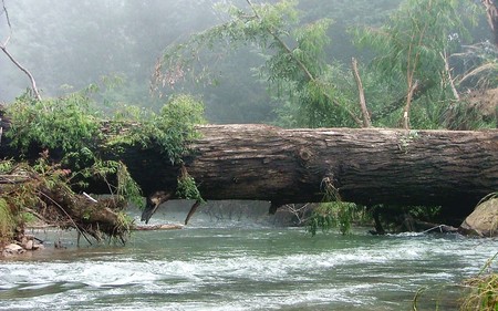 Broken trunk - nature, trunks