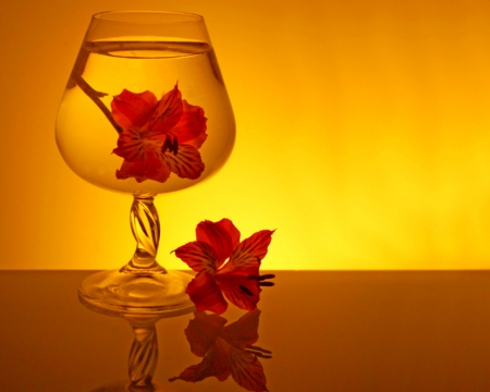 Still life - flowers, petals, still life, glass