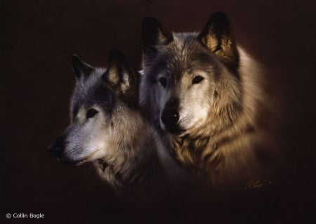 Wolves Portrait - poster, predator, wildlife, wolf