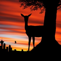 Deer Silhouette in the Sunset