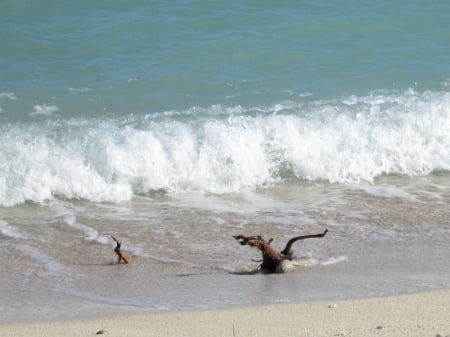 Driftwood Waves - beaches, ocean, driftwood, waves