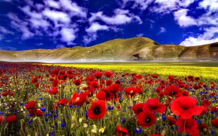 Poppy field - nice, sky, fresh, freshness, carpet, mountain, field, meadow, lovely, nature, pretty, clouds, red, beautiful, flowers, poppy