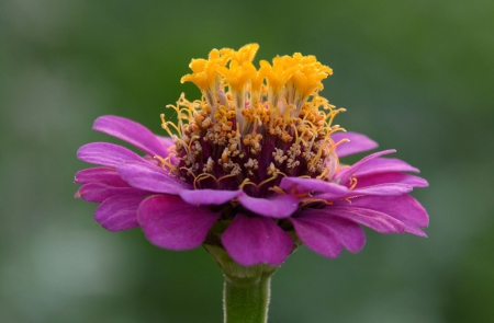 flower in flower - red, flower, big, love