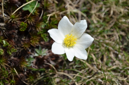 flower - nature, yelow, grass, flower