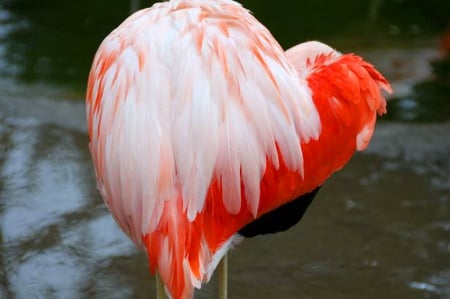 Flamingo heart - bird, heart shape, coral, white, feathers, Flamingo