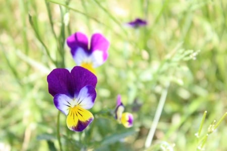 Johnny Jump ups - purple, cute, yellow, flower