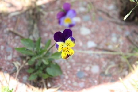 flowers - cute, flower, yellow, purple