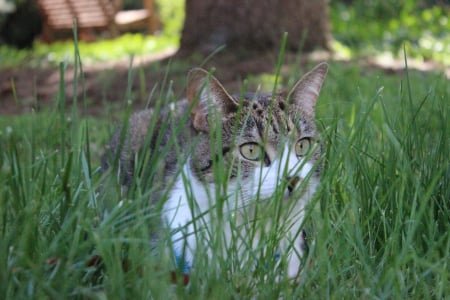 Peekaboo - grass, kitten, hiding, cat