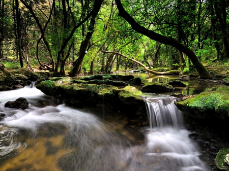 Waterfall in Forest - nature, forest, waterfall, rocks