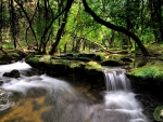 Waterfall in Forest