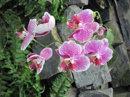 Earth laughs in Flowers 21 - orchids, pink, photography, green, flowers, garden